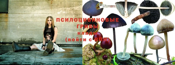 ГАЛЛЮЦИНОГЕННЫЕ ГРИБЫ Волосово